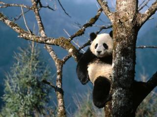 обои Панда на дереве фото