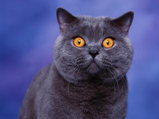 обои Голубой английский кот фото