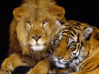 обои Тигр и лев фото