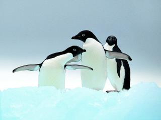 обои Пингвины фото