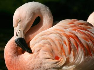 обои Фламинго фото