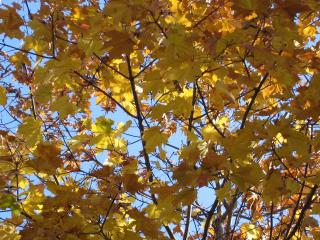 обои Осенние листья фото