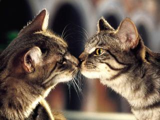 обои Кошки целуются фото
