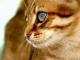 обои Блестящие глаза у кошки фото