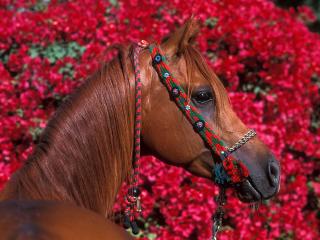 обои Лошадь около цветов фото