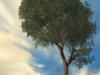 обои Дерево на фоне неба фото