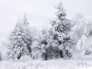 обои Зима - елки в снегу фото