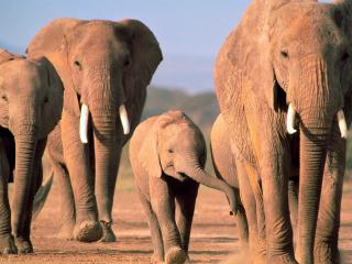 обои Семья слонов фото