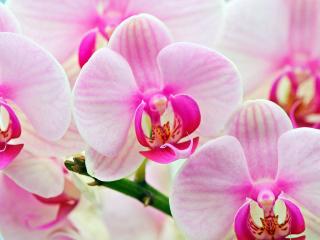 обои Орхидеи фото