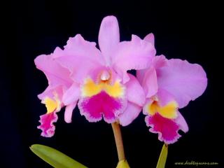 обои Орхидея фото