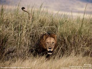обои Самец африканского льва фото