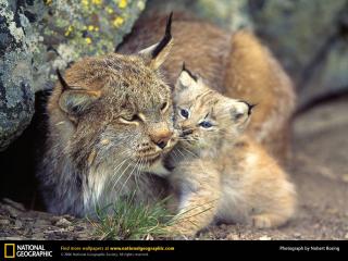 обои Lynx baby фото
