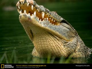 обои Нильский крокодил фото