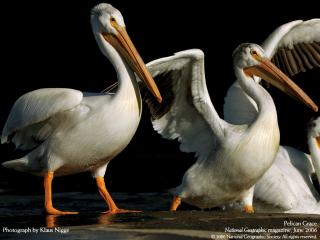 обои Американские белые пеликаны фото