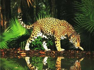 обои Леопард у водоема фото