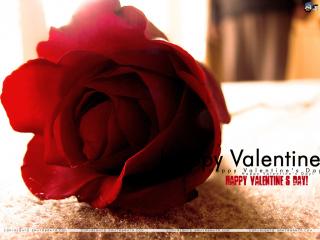 обои День Св. Валентина - Роза крупным планом фото