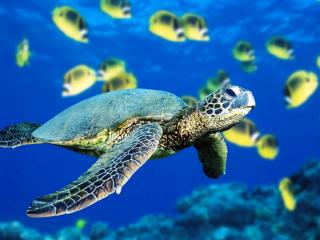 обои Зеленая морская черепаха и стая енотовых рыб-бабочек фото