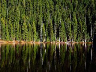 обои Лес у озера Байкал фото