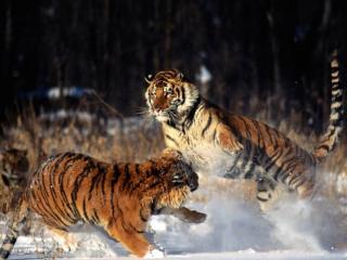обои Тигры резвятся фото