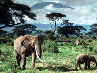 обои Африканские слоны фото