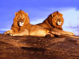 обои Африканские львы фото