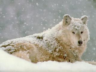 обои для рабочего стола: Белый волк под снегом