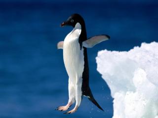 обои Пингвин фото
