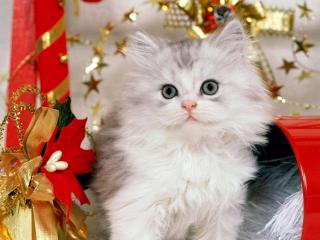 обои Christmas Kitten фото