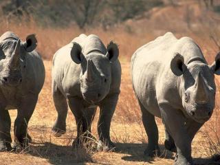 обои Носороги фото