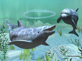 обои Два дельфина 3D фото
