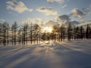 обои Зимний закат на фоне леса фото