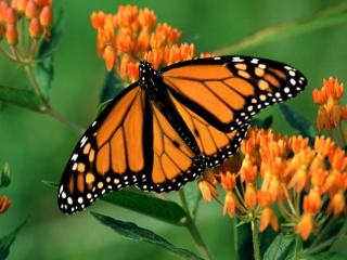 обои Бабочка-монарх фото