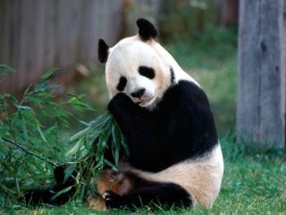 обои Лакомство панды фото