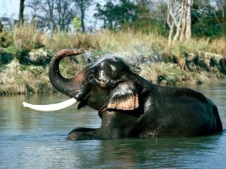обои Индийский слон фото