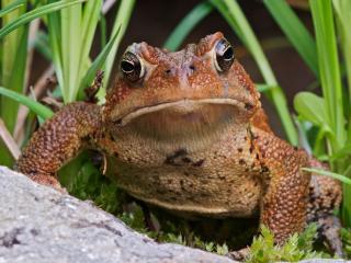 обои Американская жаба фото