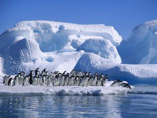 обои Ныряющие пингвины фото