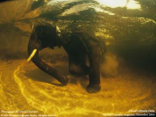 обои Слон под водой фото