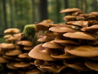 обои Густо растущие грибы в лесу фото