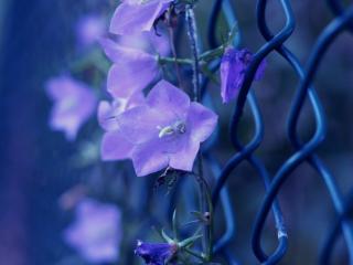 обои Сиренневый цветок на заборе фото
