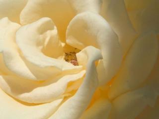 обои Лепестки белой розы фото