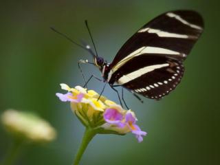 обои Чёрно-белая бабочка фото