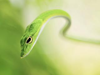 обои Зеленая тоненькая змея фото
