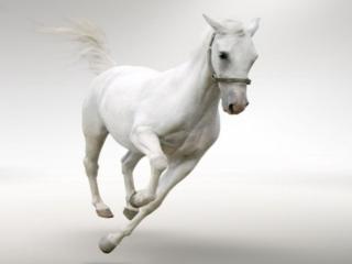 обои Белый конь фото