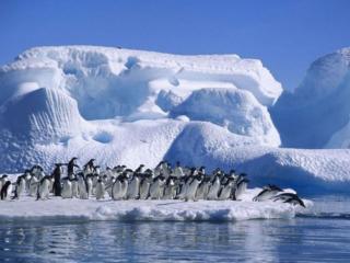 обои Льды и пингвины фото