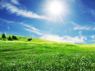 обои Зелёная лужайка на фоне солнца фото