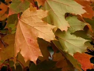обои Красивые листья у осени фото