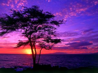 обои Пурпурный закат у моря и дерево у берега фото