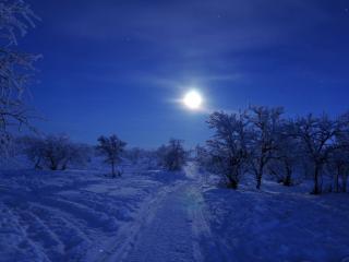 обои Лунная зимняя ночь фото