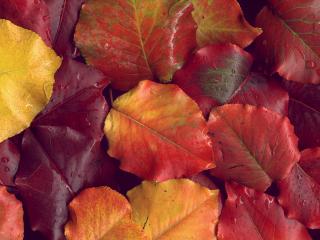 обои Осенняя листва с каплями дождя фото