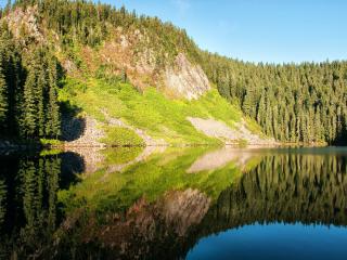 обои Хвойный лес и его отражение в речке фото